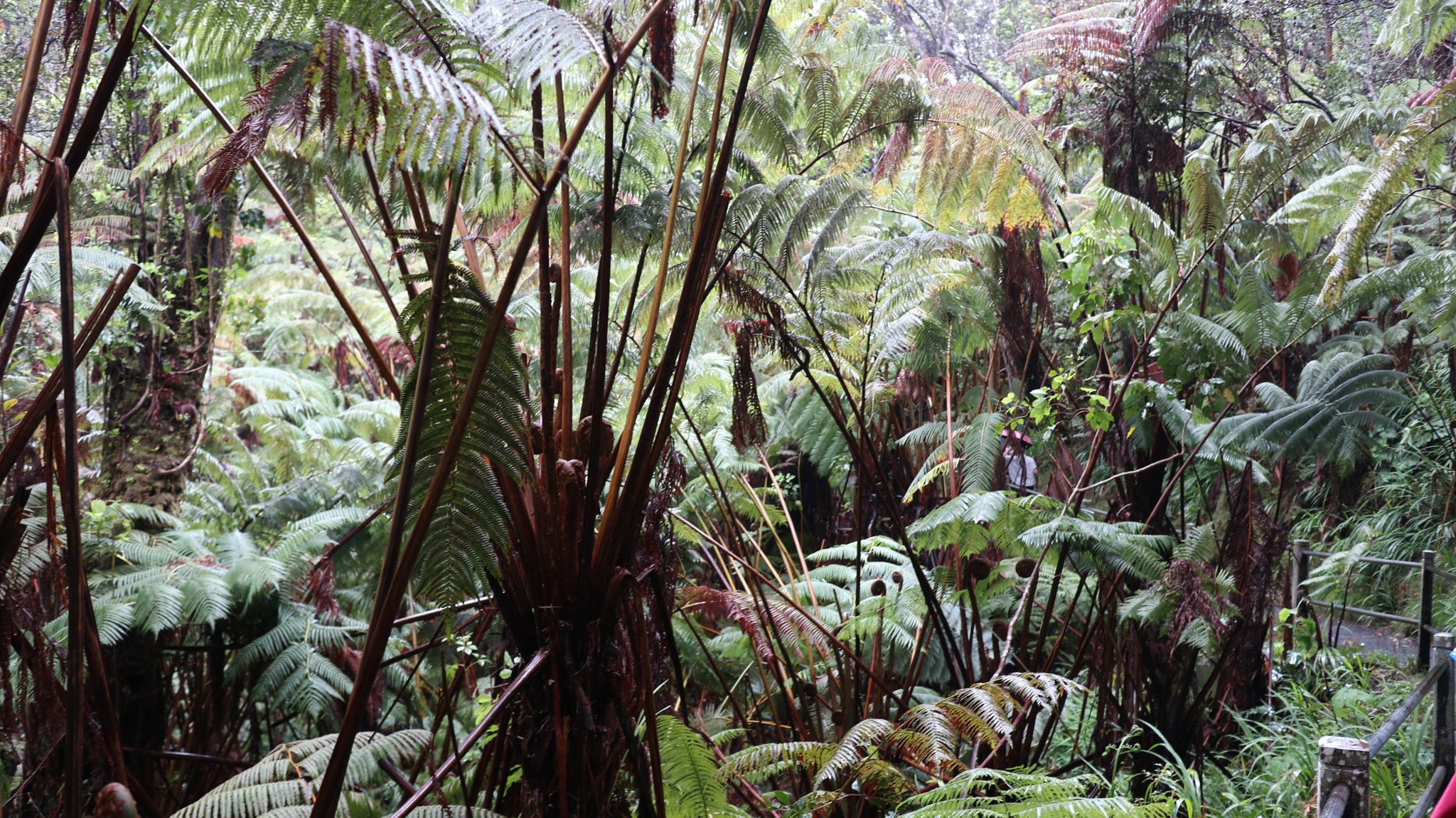 Canon EF-M 22mm F2 STM sample photo. Hawaii volcano national park photography