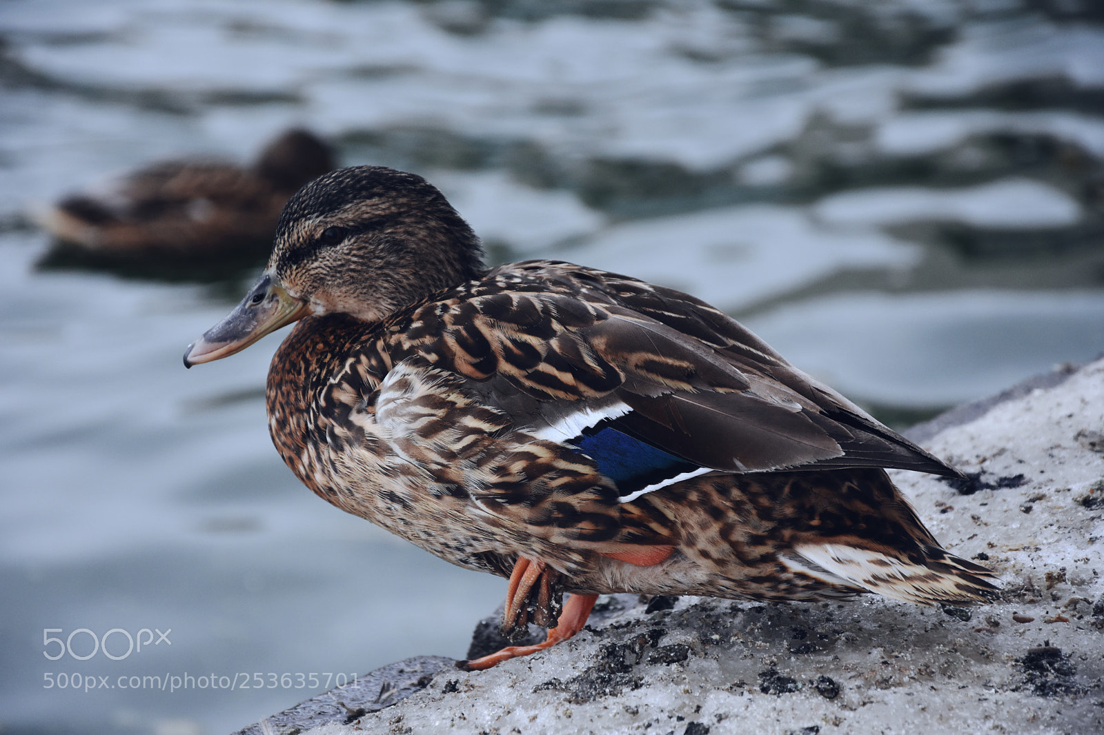 Nikon D7200 sample photo. Looking at water photography