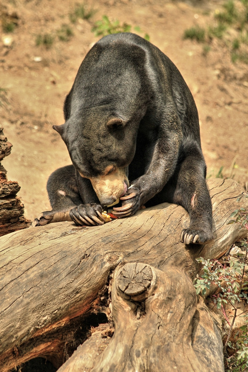 Canon EF 70-300mm F4-5.6 IS USM sample photo. Bear photography