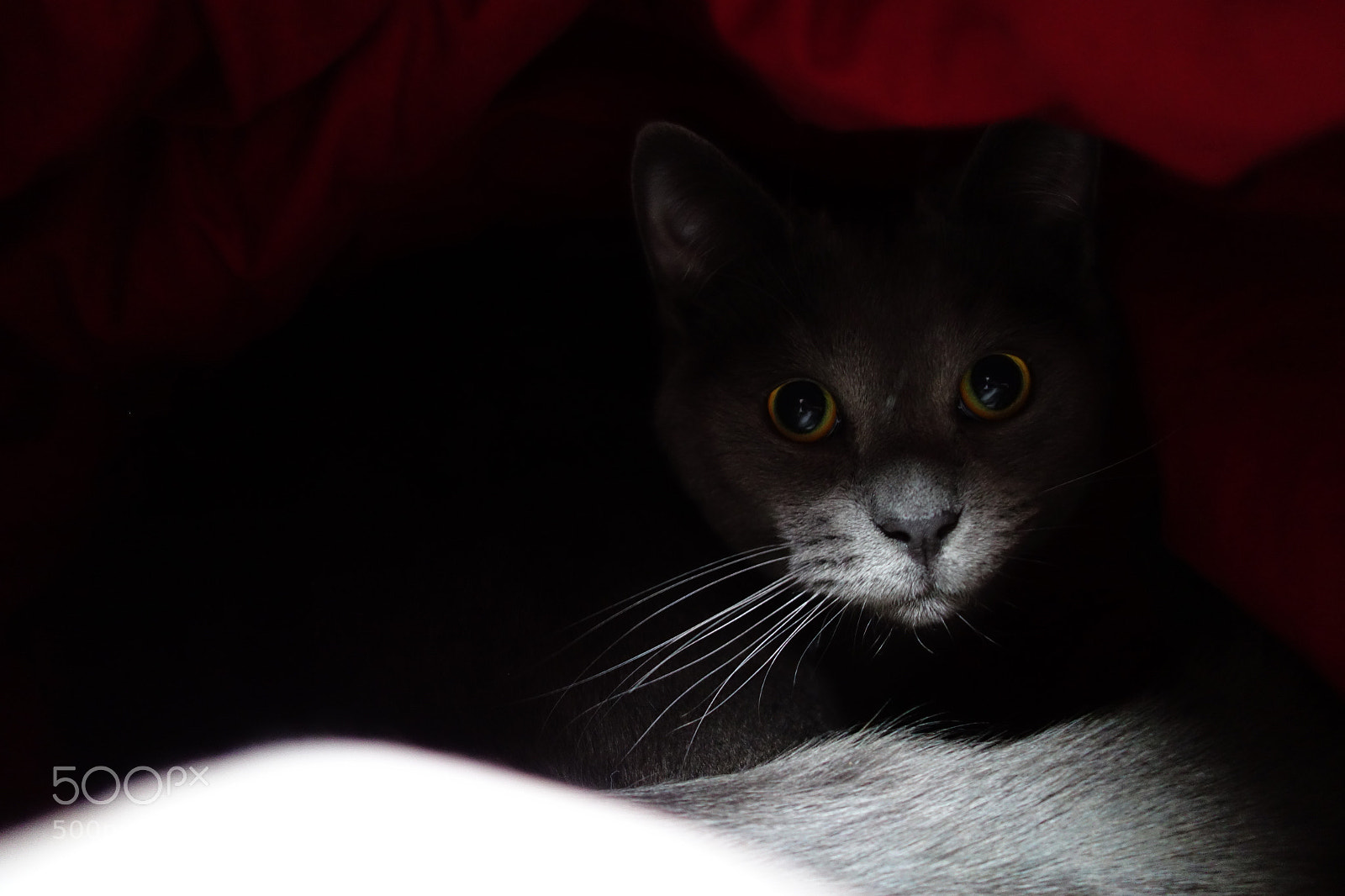 Sony Cyber-shot DSC-RX100 sample photo. Hidden agenda photography