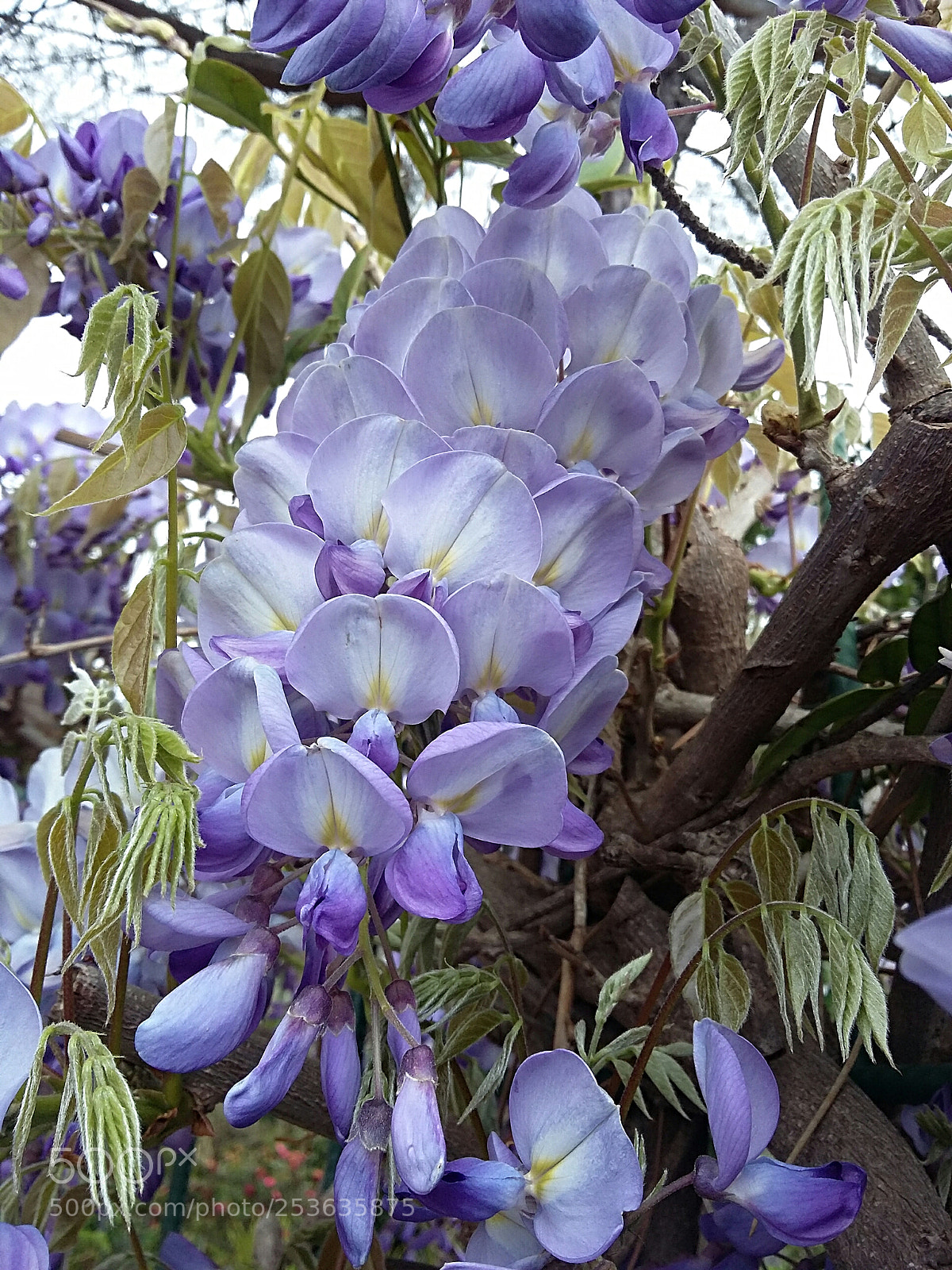 Samsung Galaxy Grand Prime sample photo. Wisteria plant in bloom photography