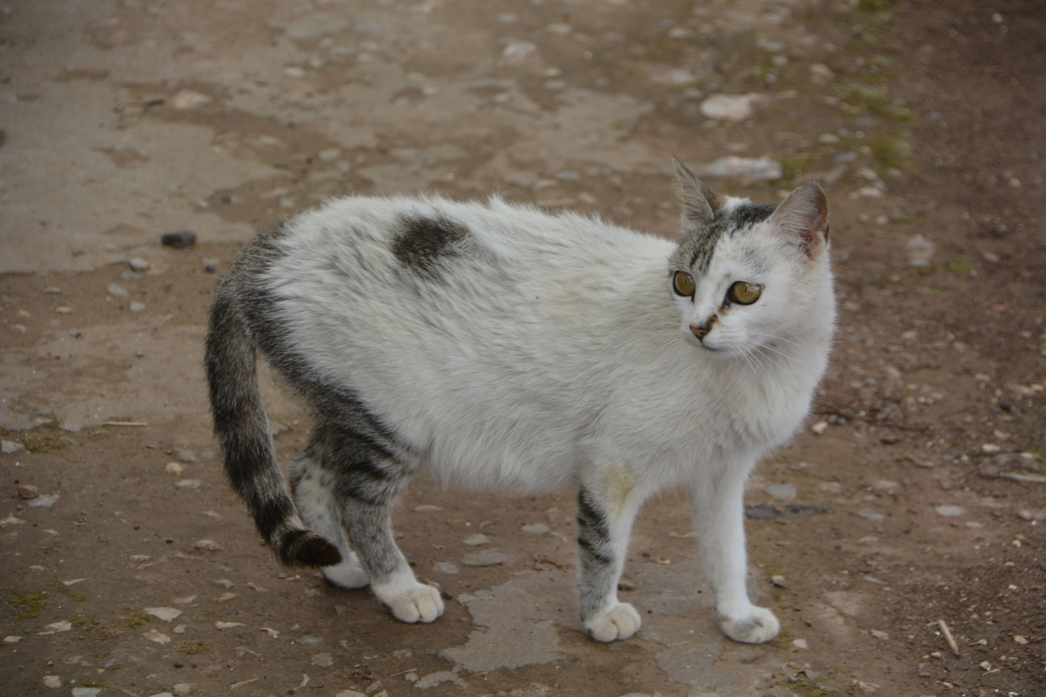 Nikon D7100 sample photo. Lovely cat photography