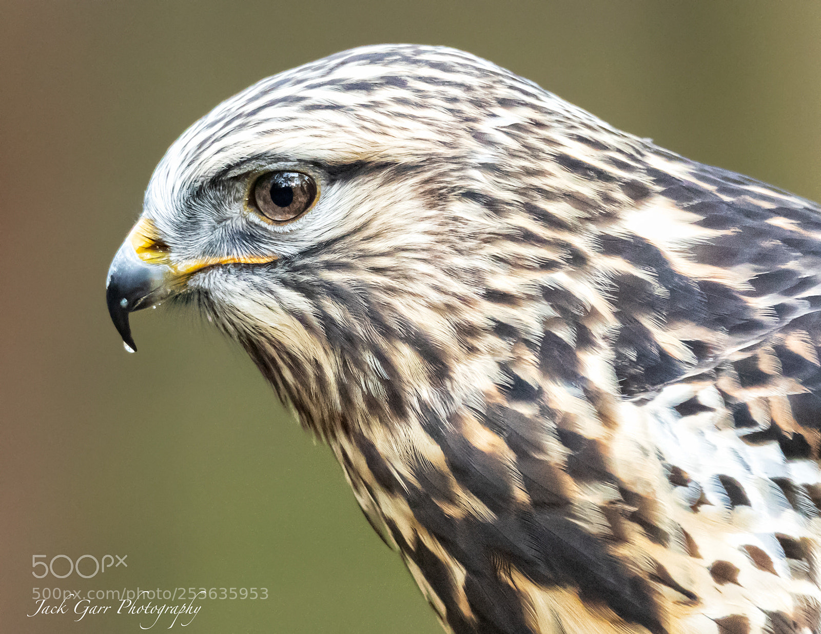 Canon EOS-1D X Mark II sample photo. Broad-winged hawk photography