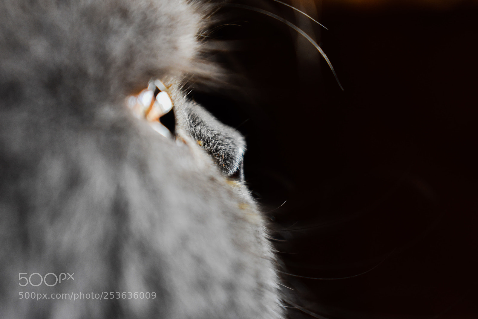 Nikon D3400 sample photo. Eyes photography