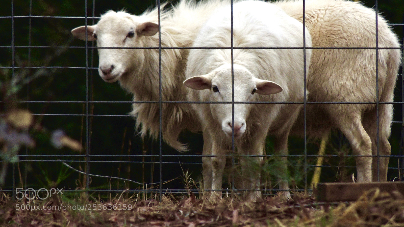 Nikon Coolpix P510 sample photo. Sheep in a pen photography