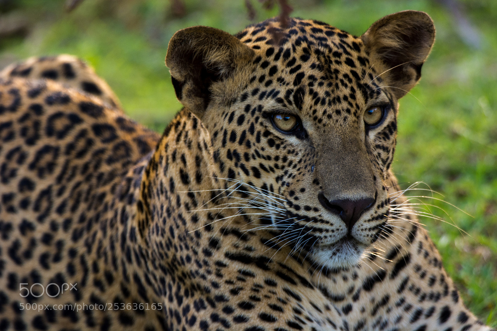 Nikon D7100 sample photo. Wild leopard photography