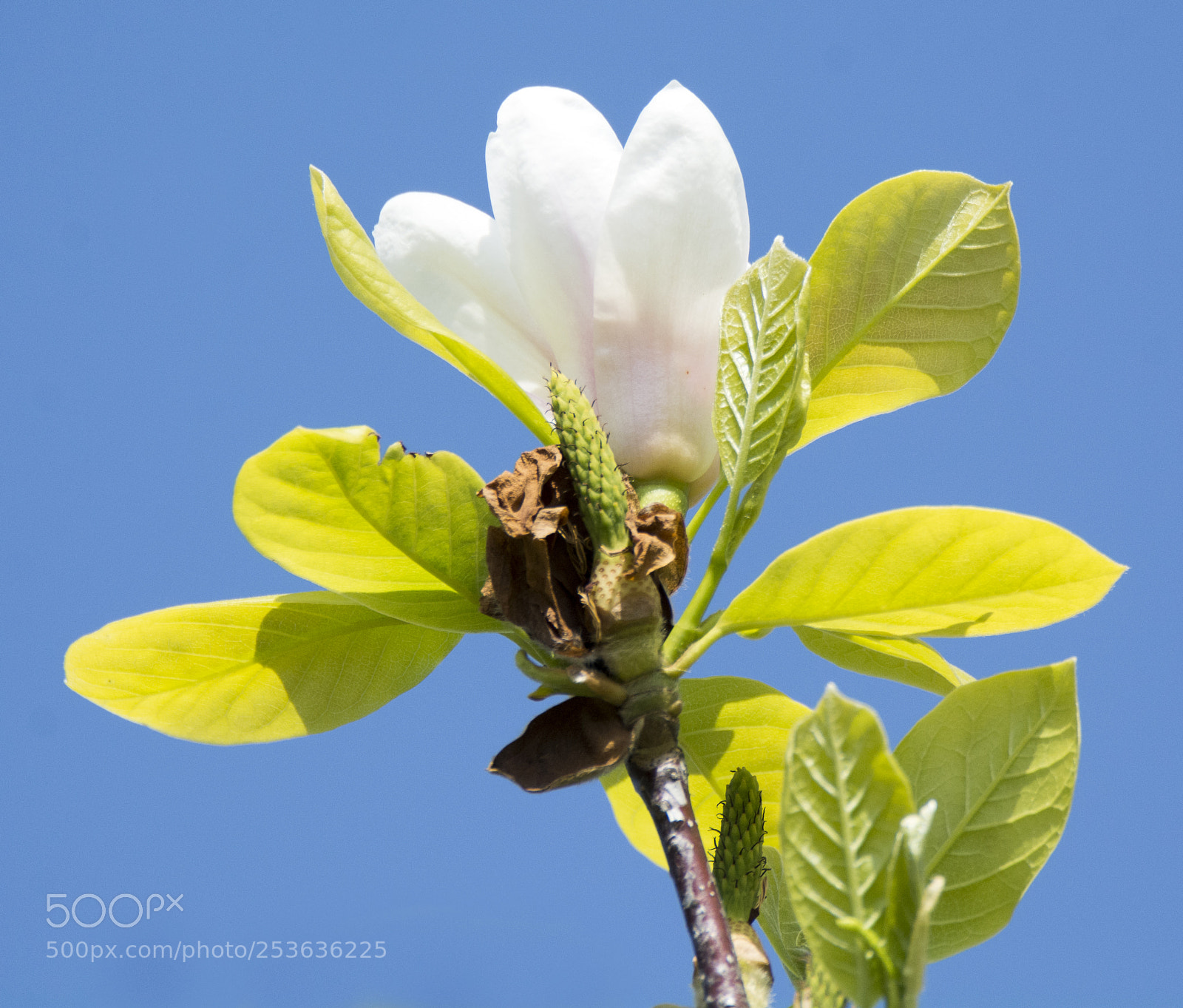 Nikon D7100 sample photo. Magnolia photography