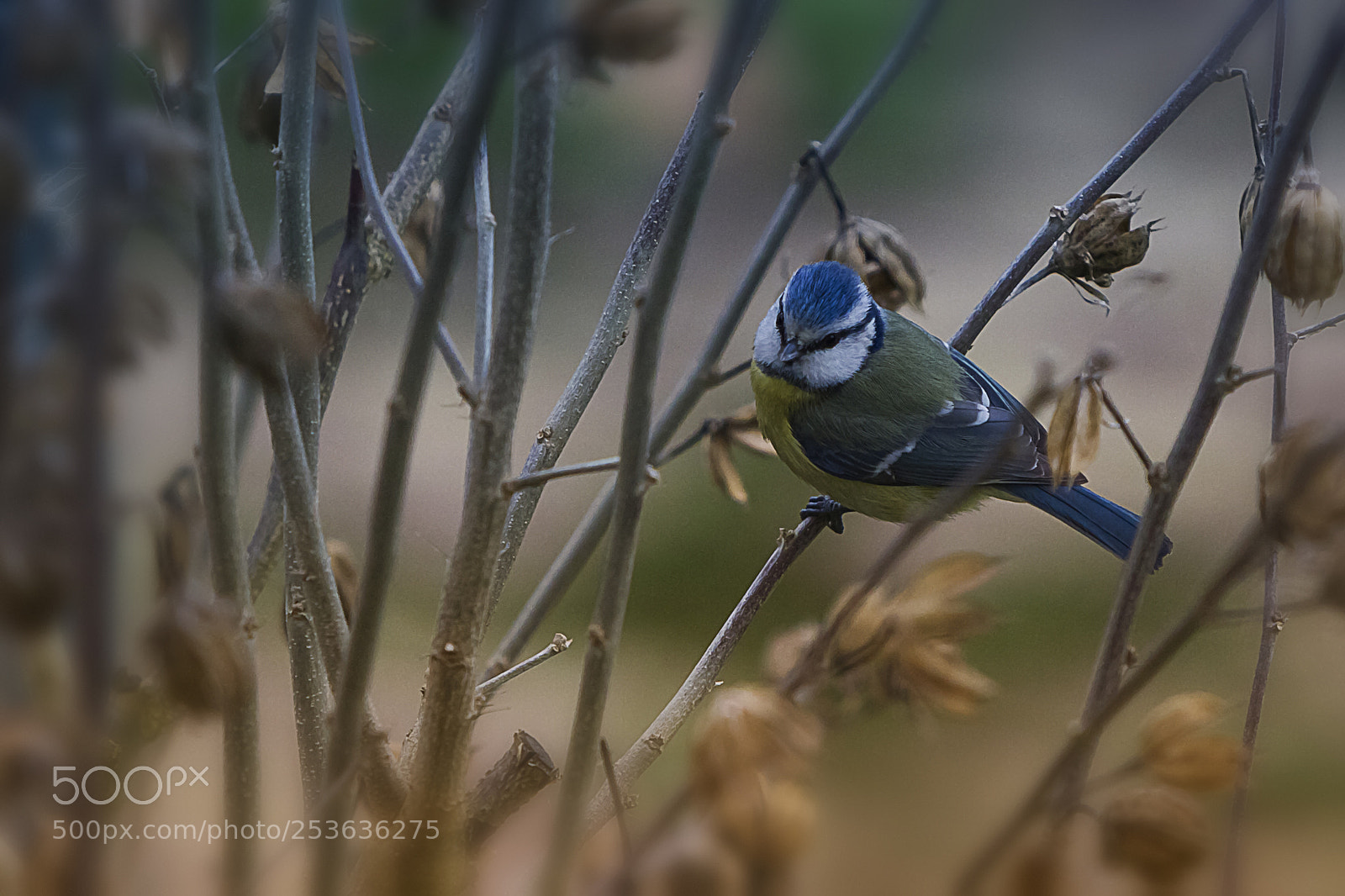 Canon EOS 7D sample photo. Mésange photography