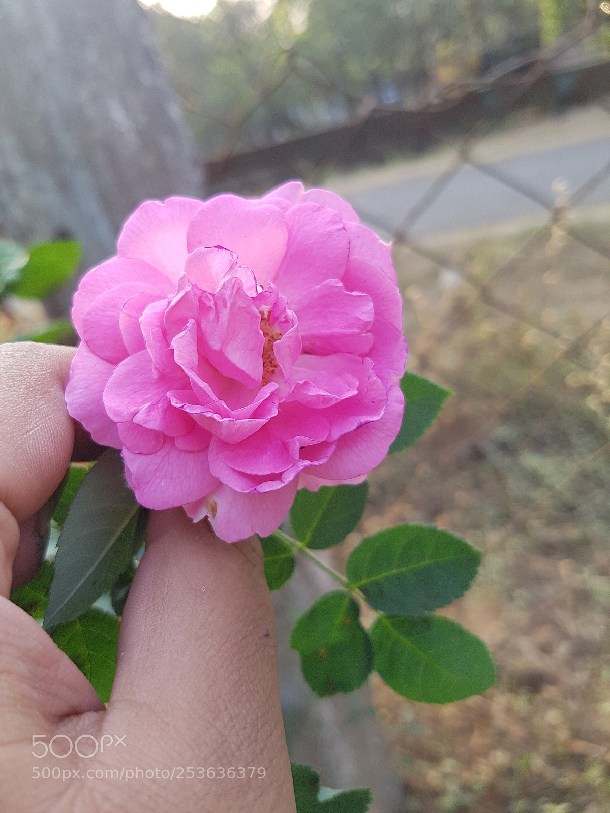 Samsung Galaxy S7 sample photo. Rose ;) photography