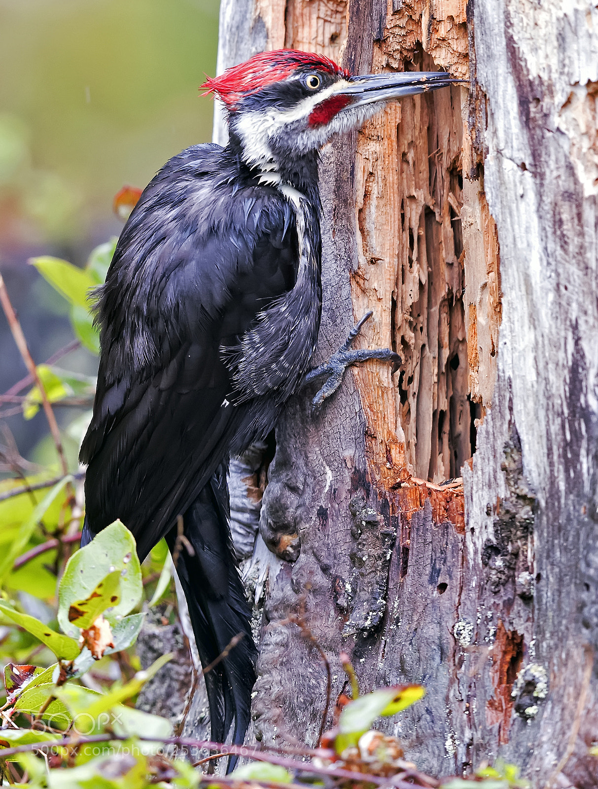 Canon EOS-1D X Mark II sample photo. Pileated woodpecker photography