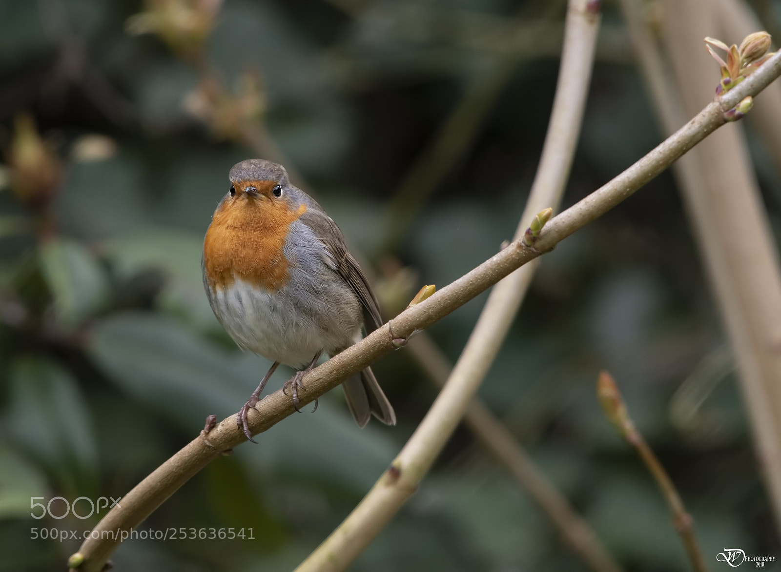 Nikon D500 sample photo. Robin photography