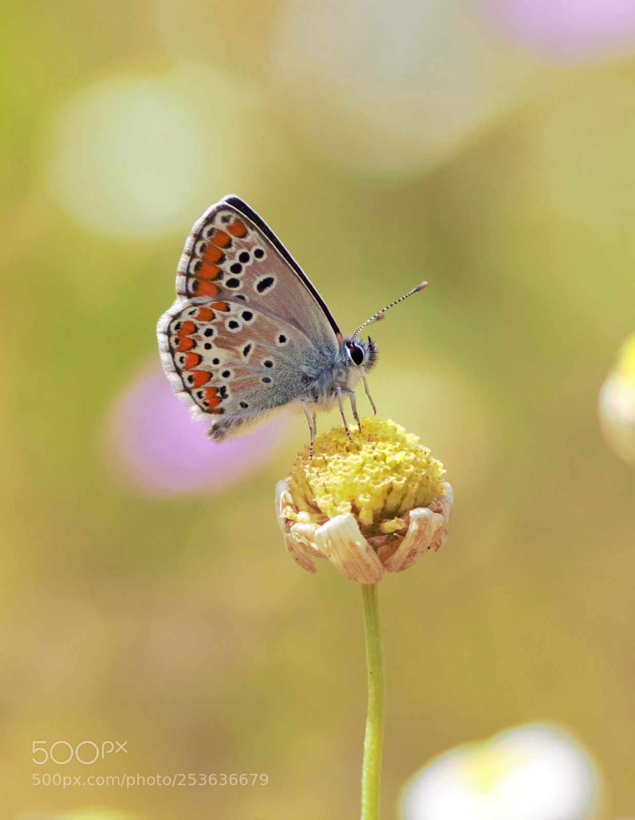 Canon EOS 700D (EOS Rebel T5i / EOS Kiss X7i) sample photo. Brown argus - aricia photography