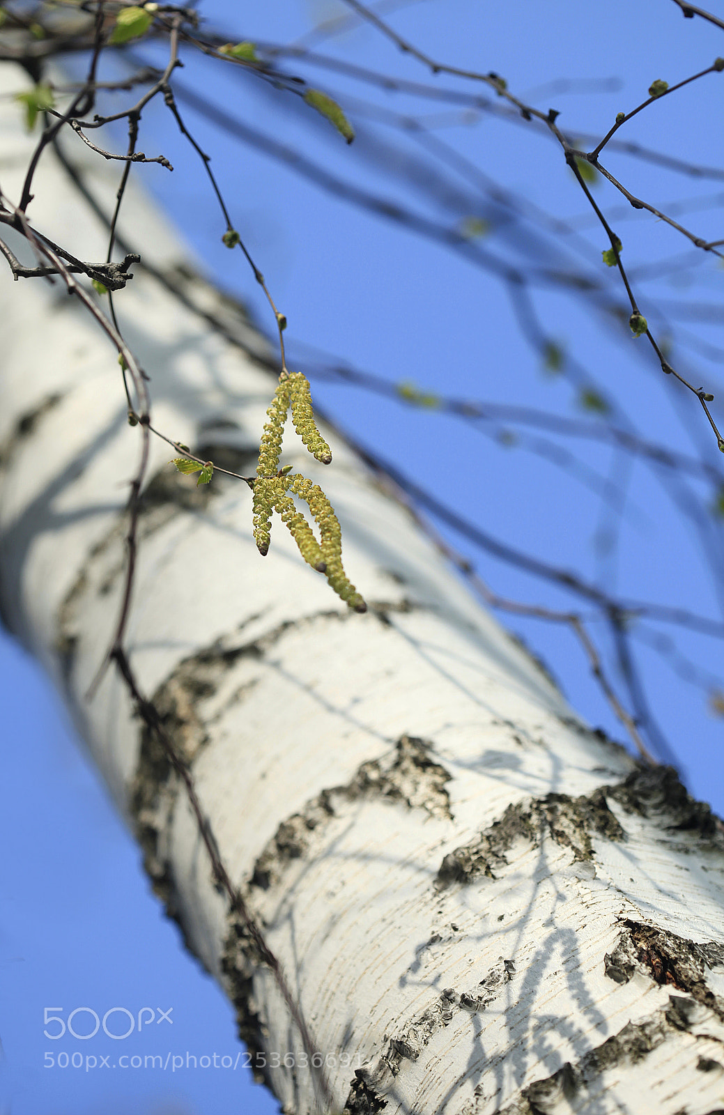 Canon EOS 5D Mark II sample photo. Springtime photography