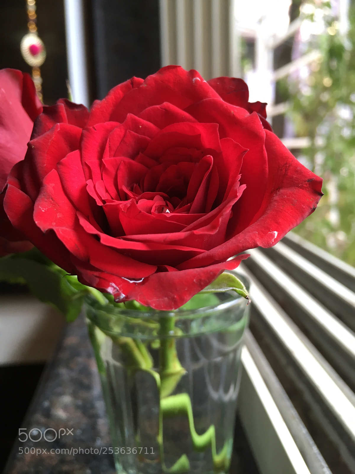 Apple iPhone SE sample photo. Red rose ;) photography