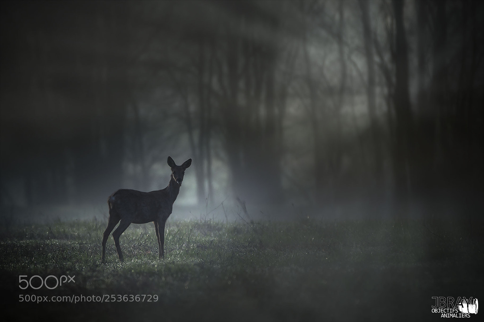 Nikon D7200 sample photo. Roe deer photography