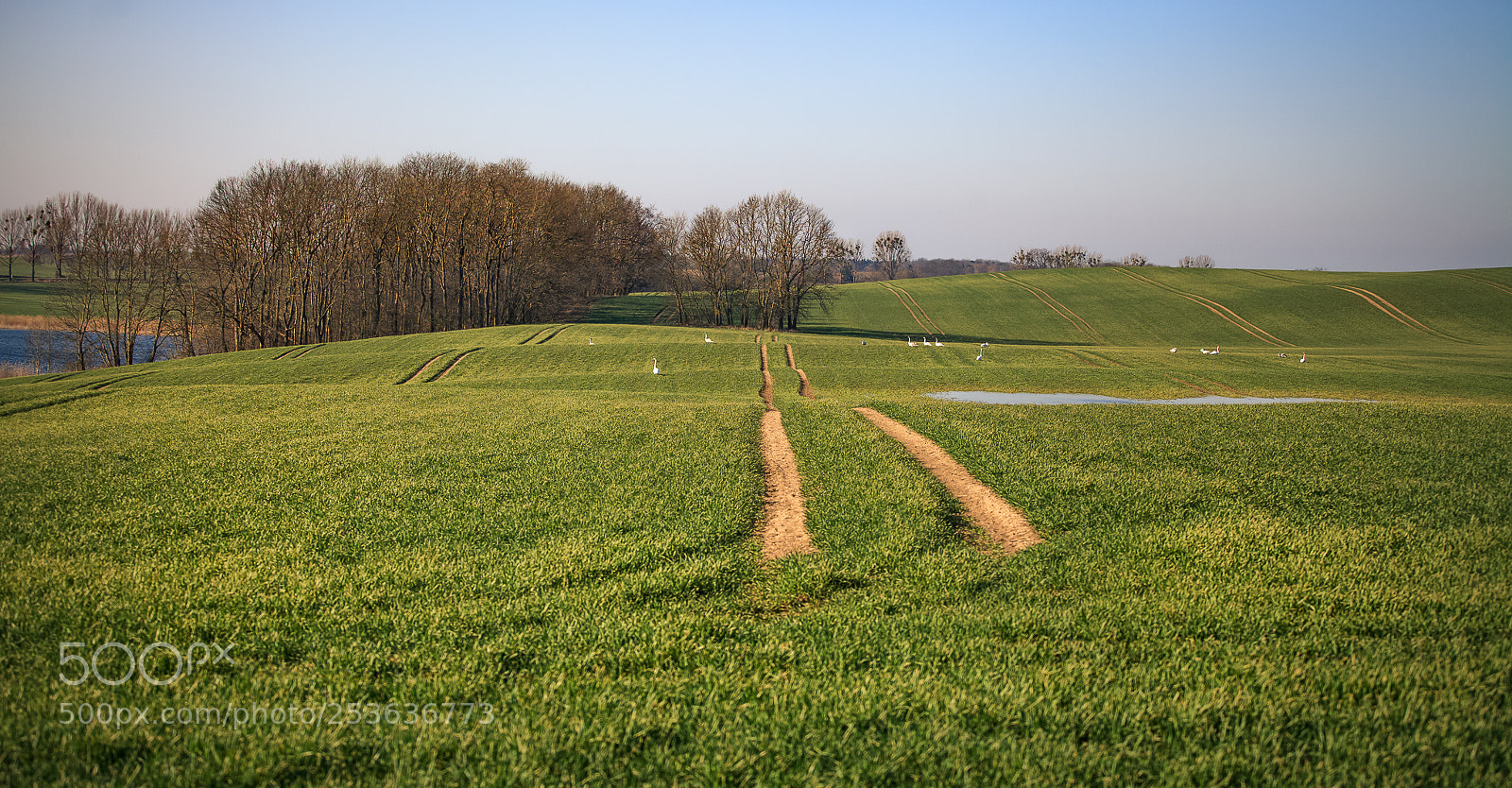 Canon EOS 5D Mark II sample photo. Green fields in the photography