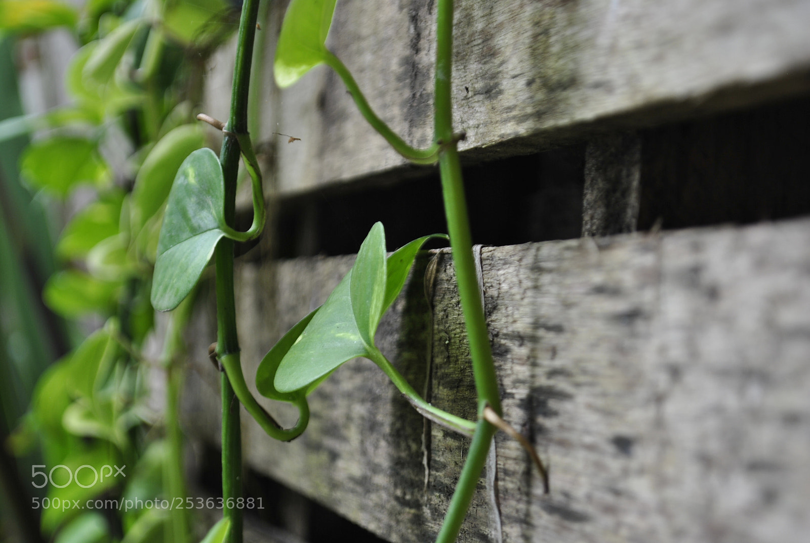 Nikon D3000 sample photo. Untitled photography