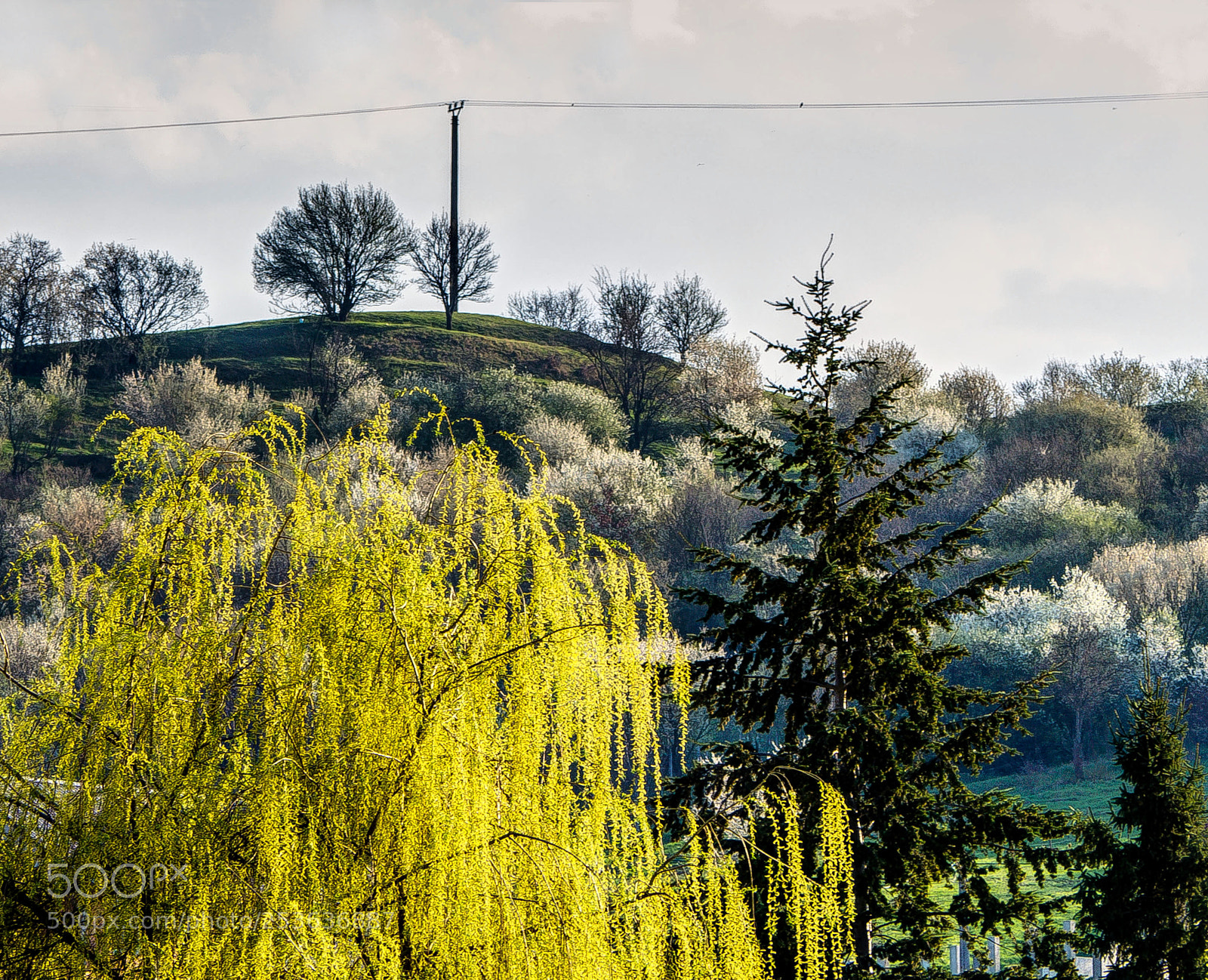 Olympus OM-D E-M10 sample photo. Springtime on the hill! photography