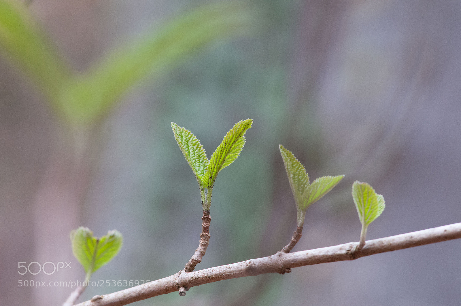 Nikon D300 sample photo. Green leaves people photography