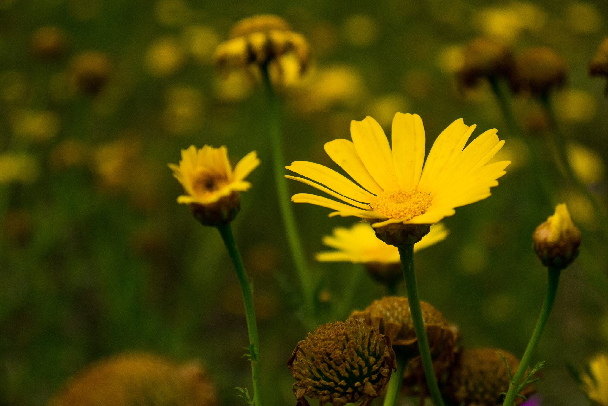 Panasonic Lumix DMC-GF3 sample photo. Yellow in the dark photography