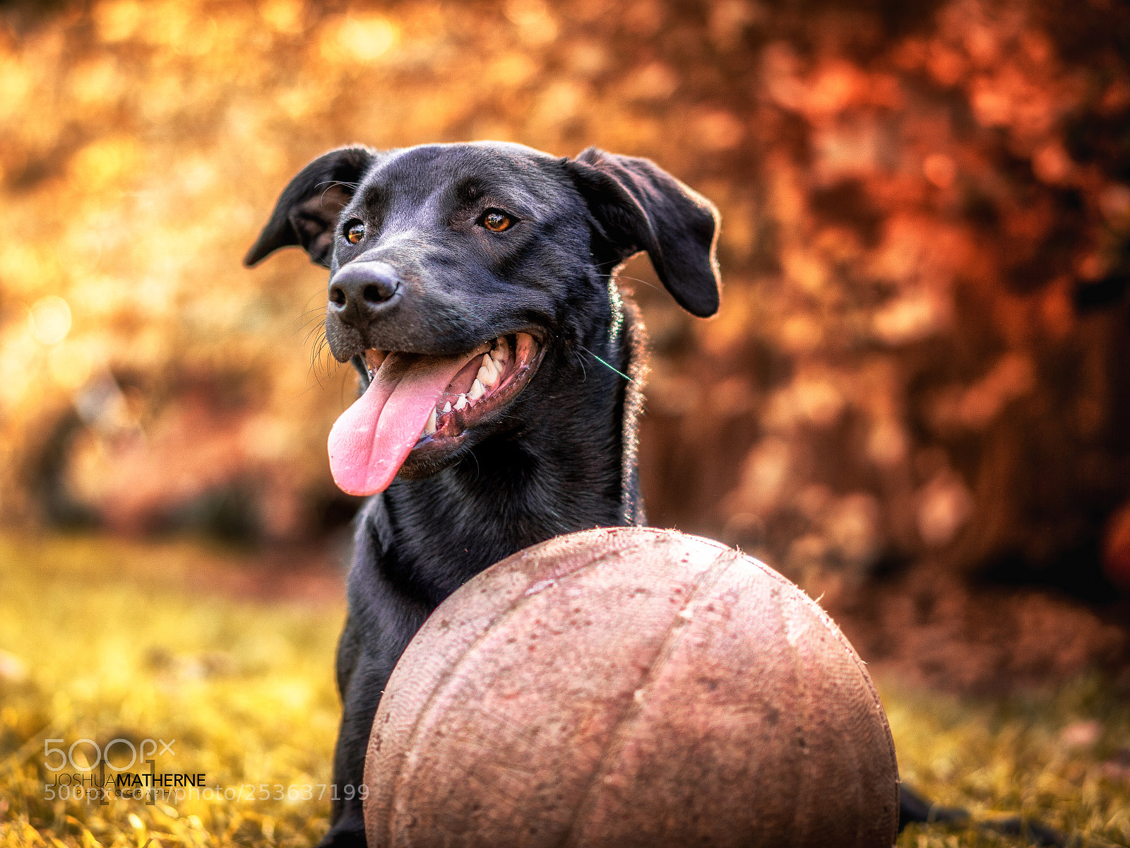 Sony a6000 sample photo. My ball photography