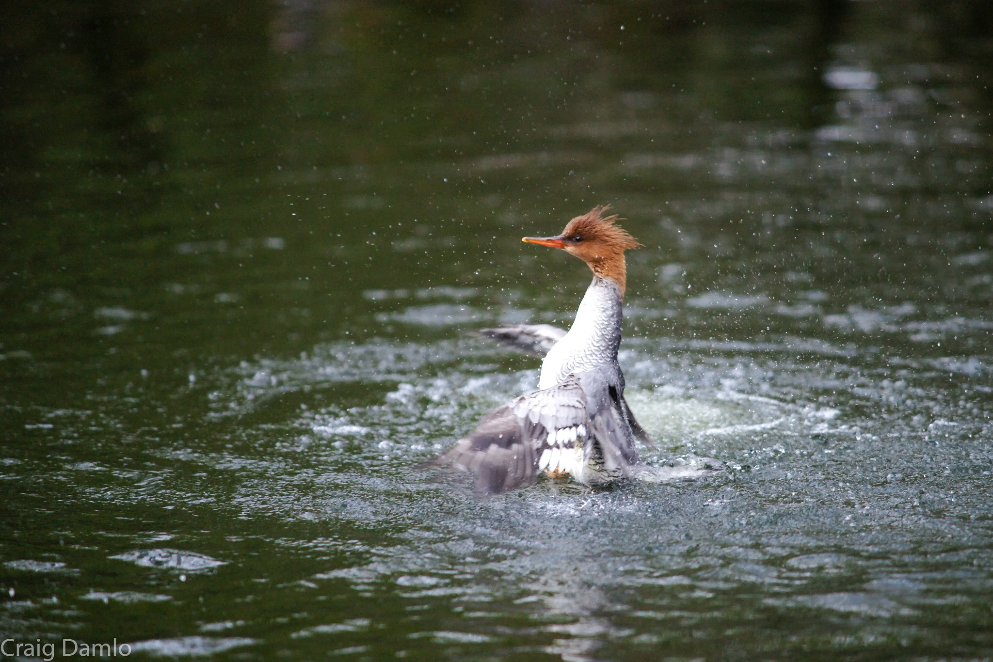 Sony Alpha DSLR-A900 sample photo. The duck's preen photography
