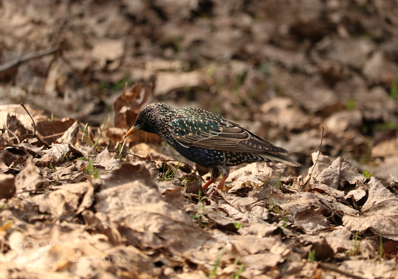 Canon EOS 750D (EOS Rebel T6i / EOS Kiss X8i) sample photo. Starling
 photography