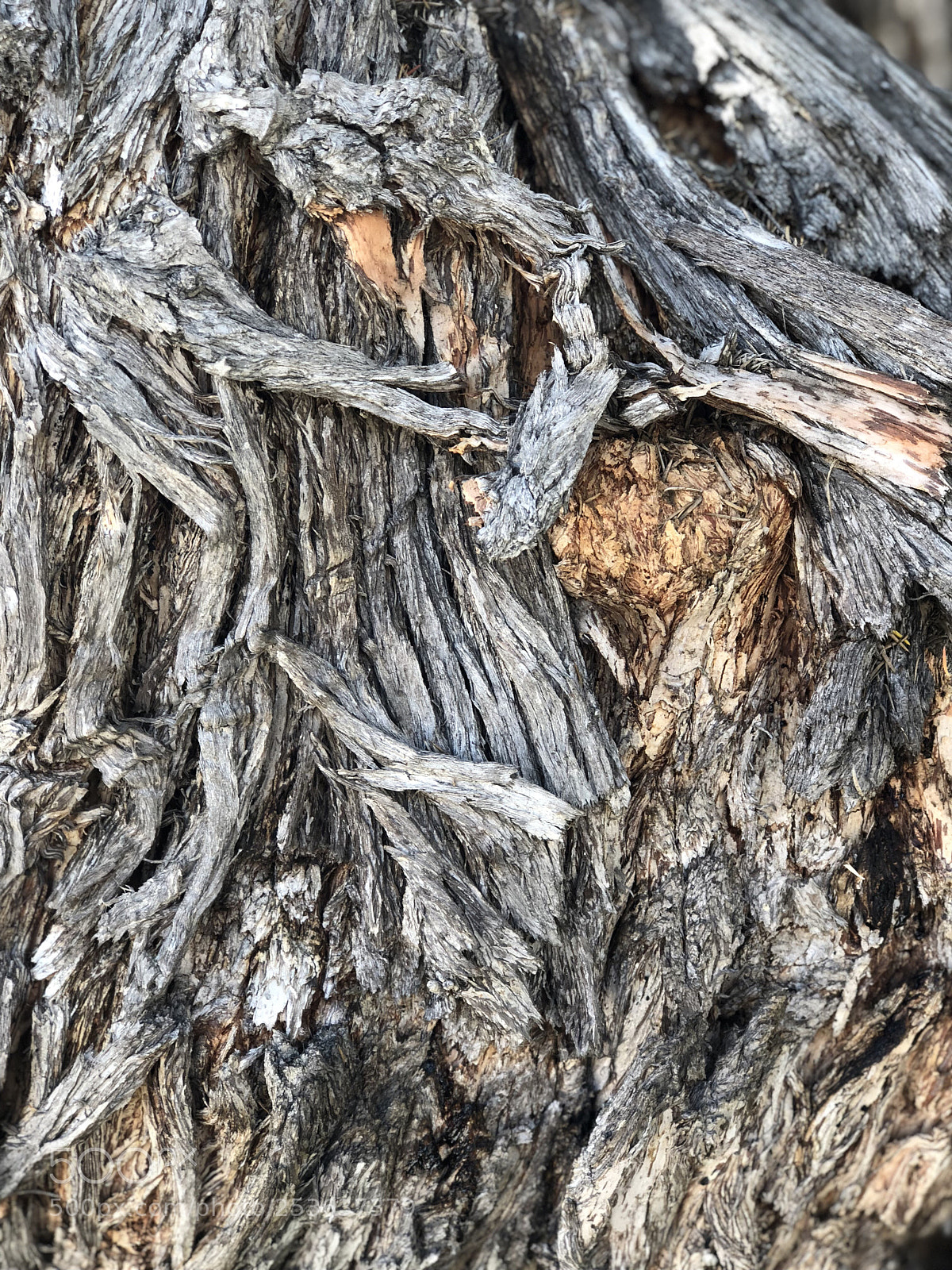 Apple iPhone 8 Plus sample photo. Untitled photography