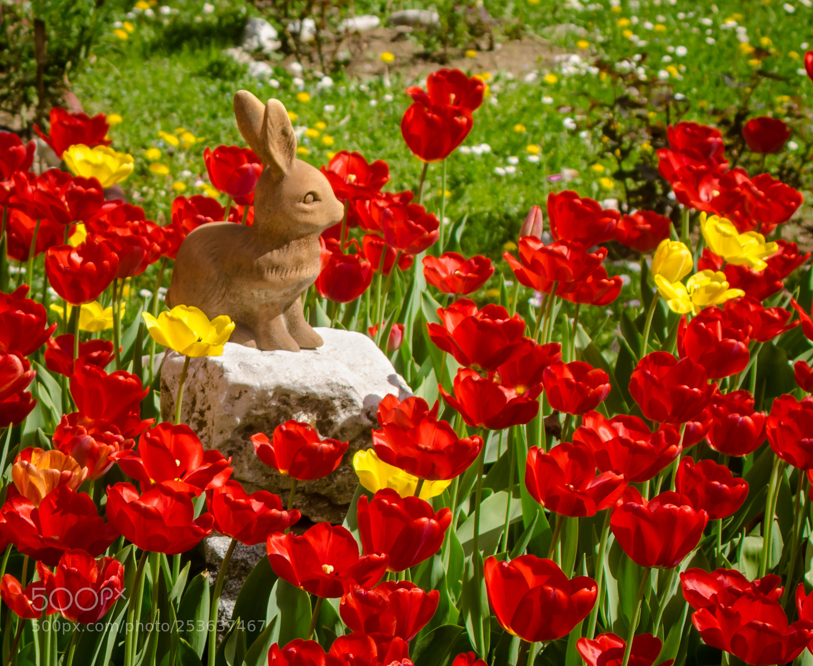 Nikon D7000 sample photo. Garden photography