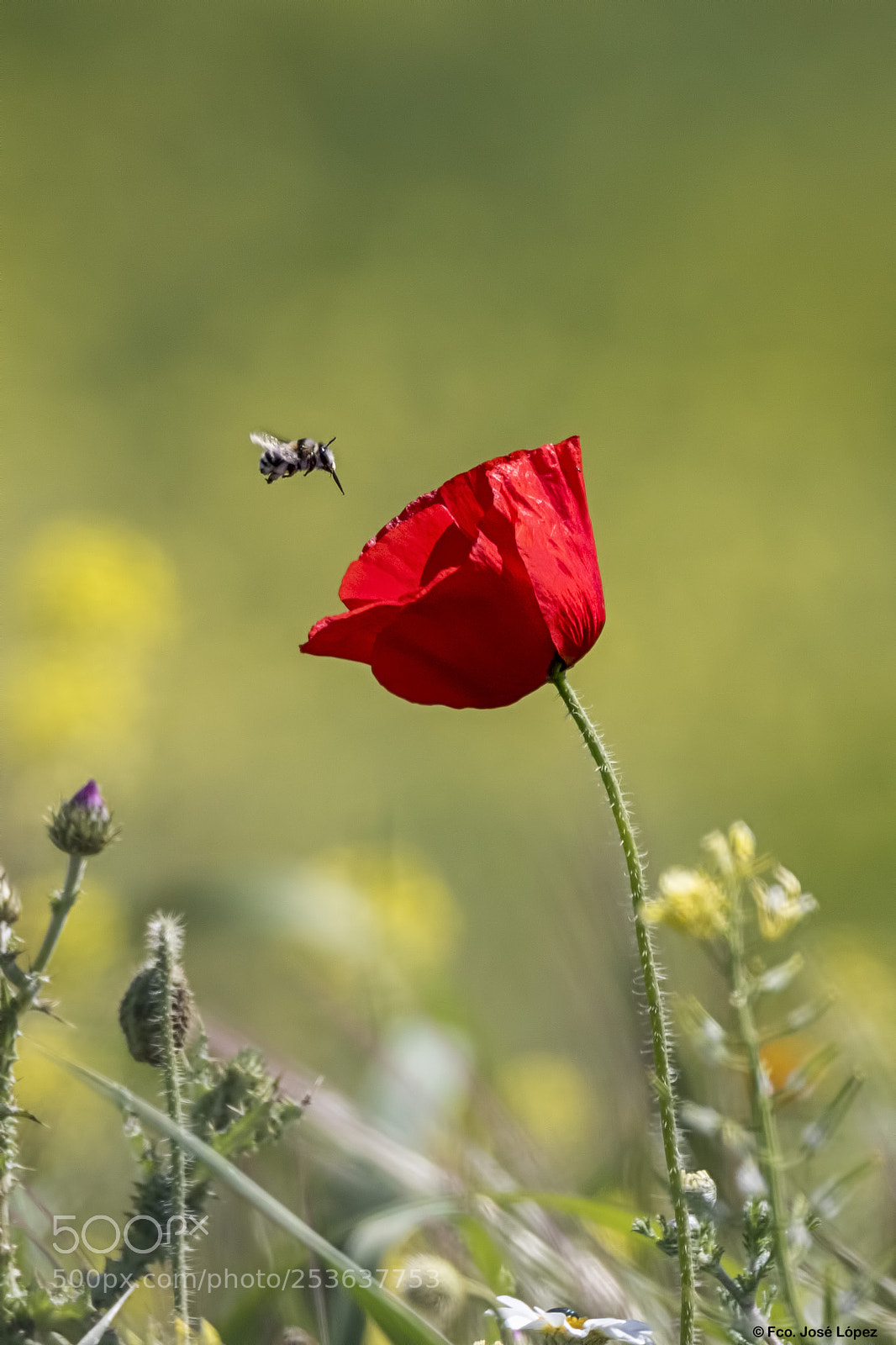 Canon EOS 7D Mark II sample photo. Primavera photography