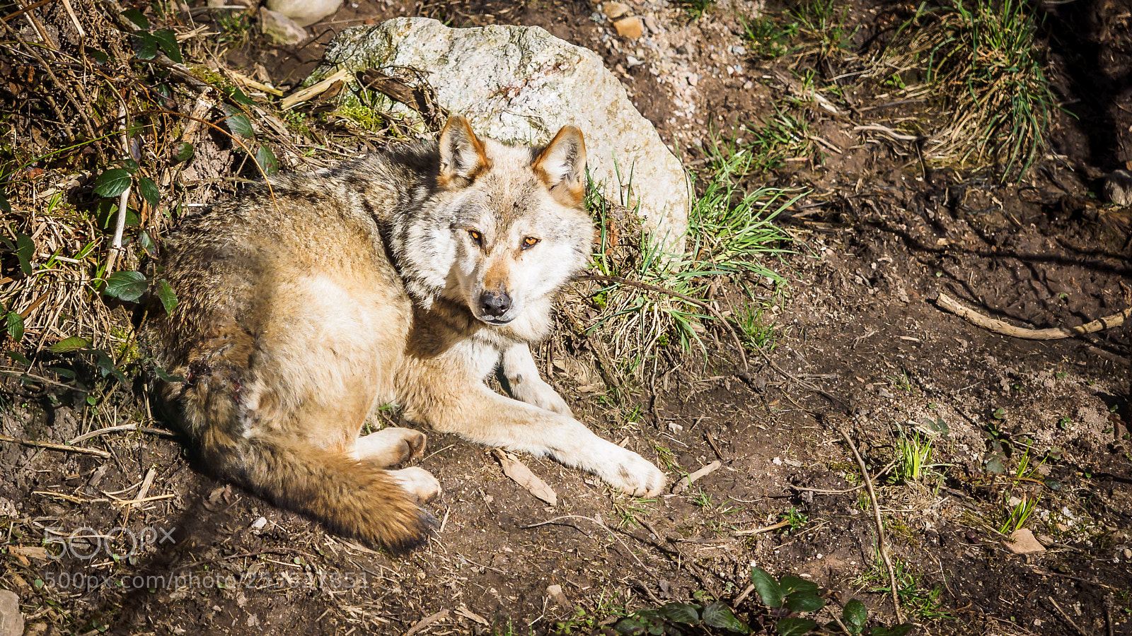 Olympus OM-D E-M1 sample photo. Alternativer wolf und b photography