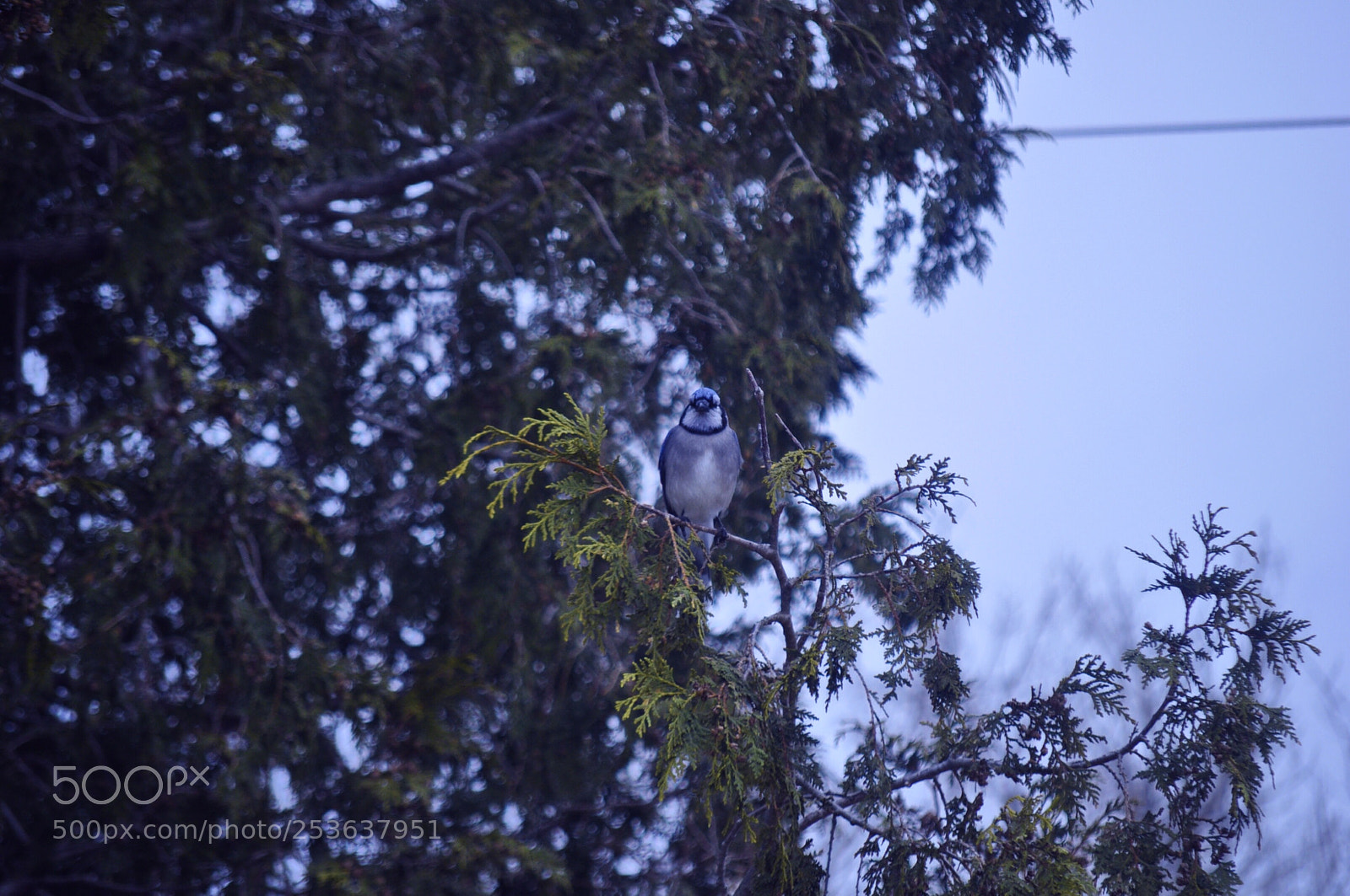 Nikon D5000 sample photo. Watching photography