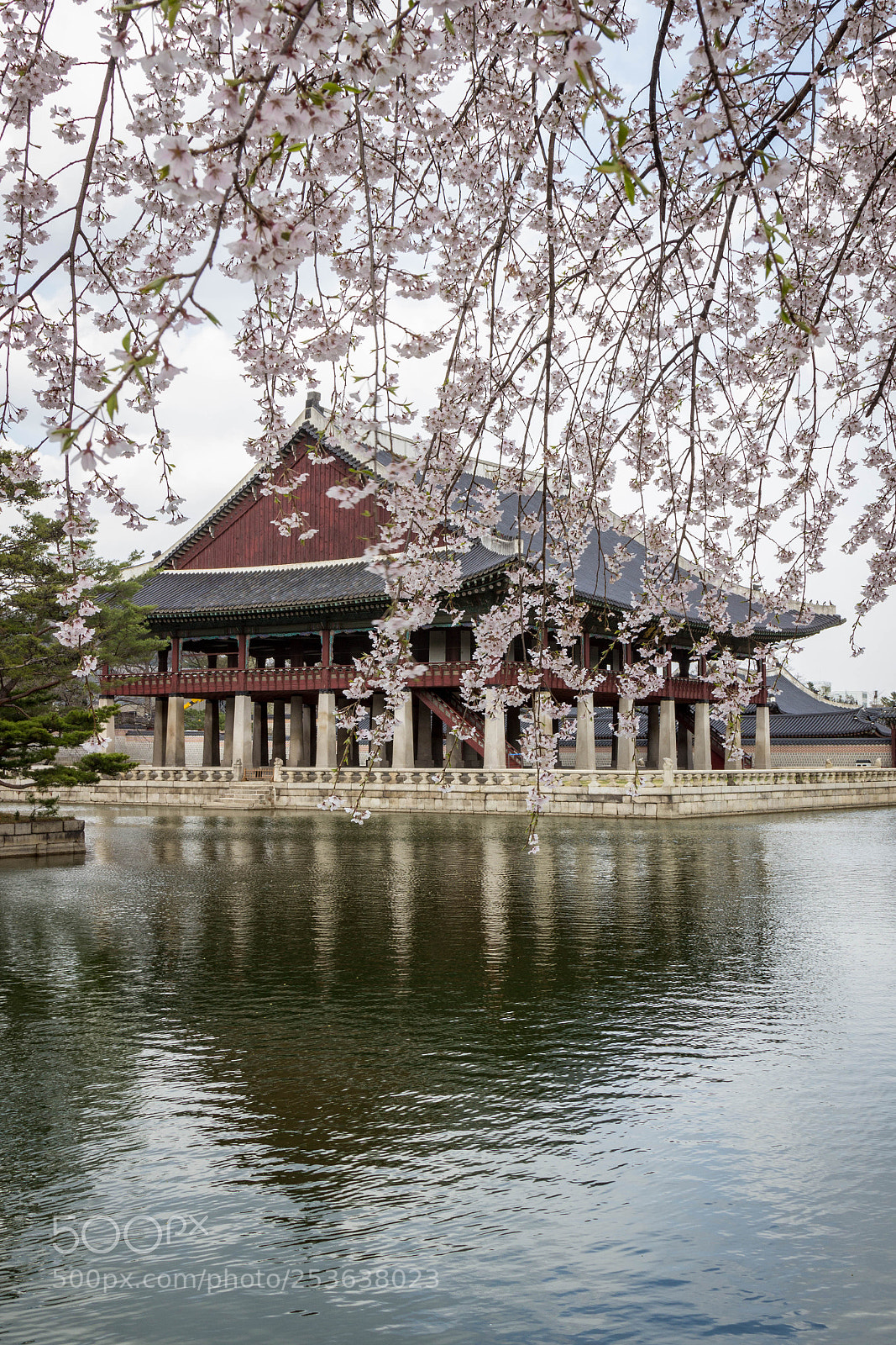 Canon EOS 600D (Rebel EOS T3i / EOS Kiss X5) sample photo. Cherry blossom and gyeonghoeru photography
