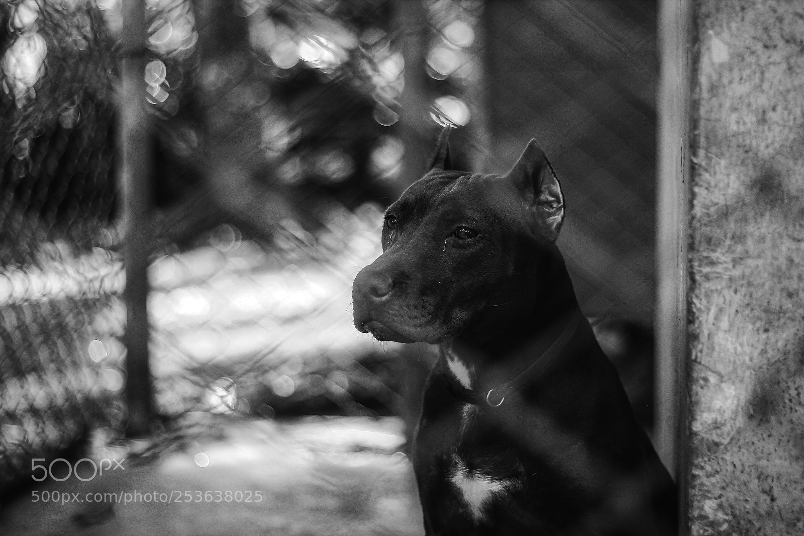 Canon EOS 600D (Rebel EOS T3i / EOS Kiss X5) sample photo. Entre rejas photography