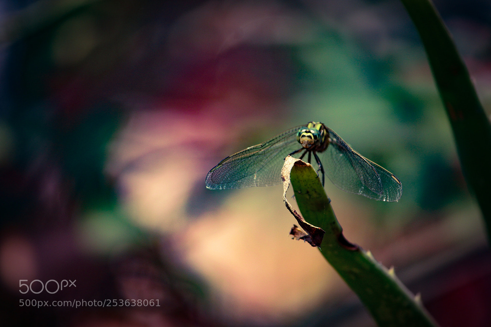 Canon EOS 700D (EOS Rebel T5i / EOS Kiss X7i) sample photo. Dragonfly photography
