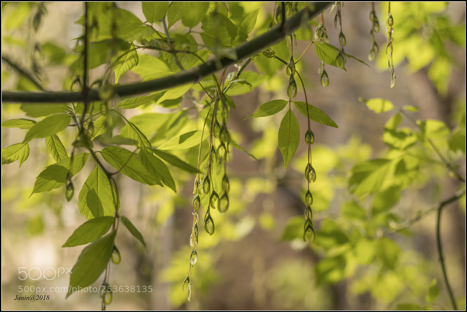 Canon EOS 77D (EOS 9000D / EOS 770D) sample photo. Chains of tears photography