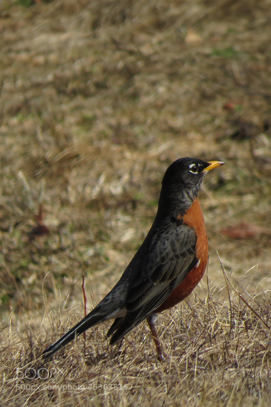 Canon PowerShot SX50 HS sample photo. The first robin of photography