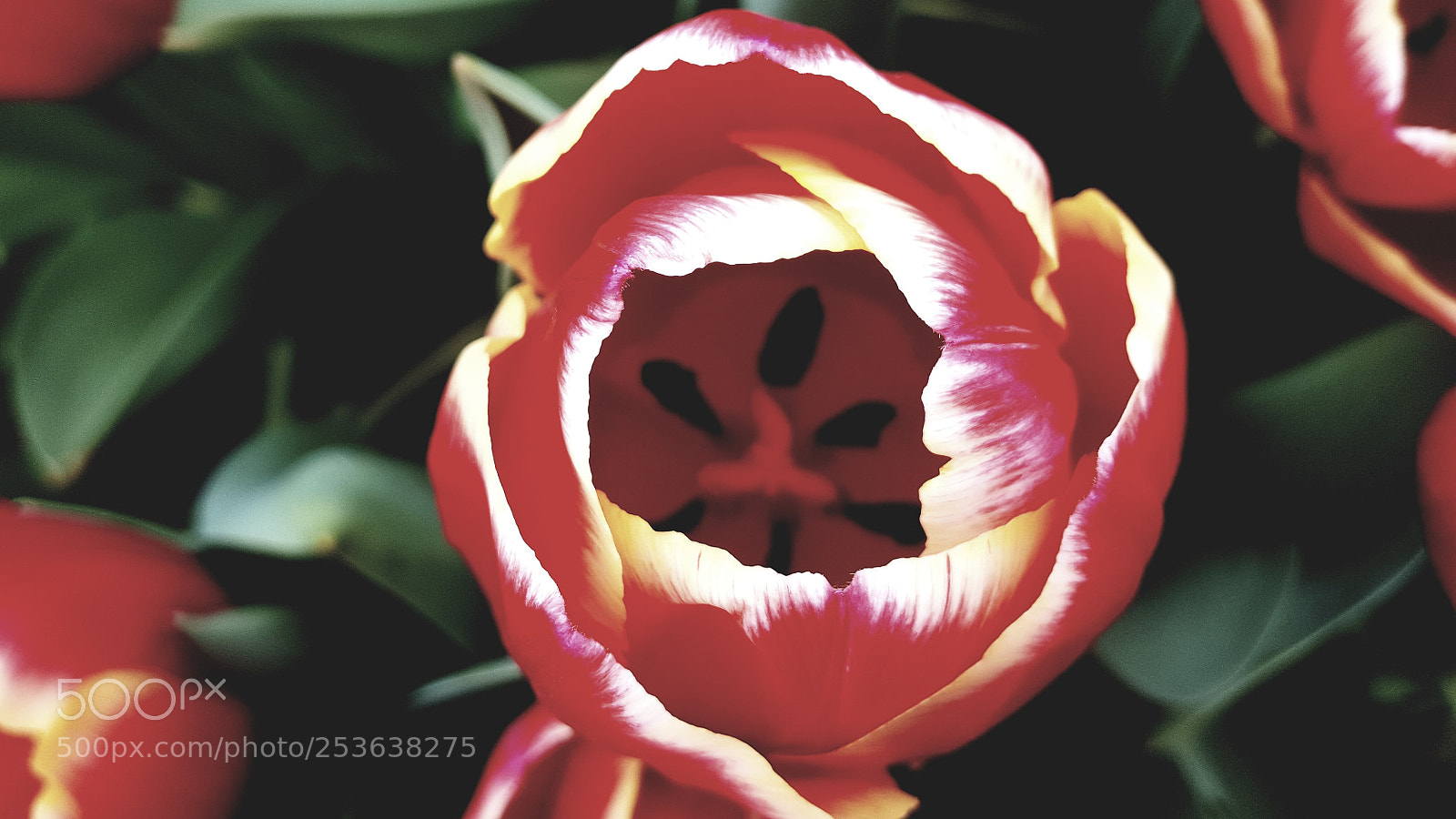 Samsung GALAXY S6 edge sample photo. Tulip photography