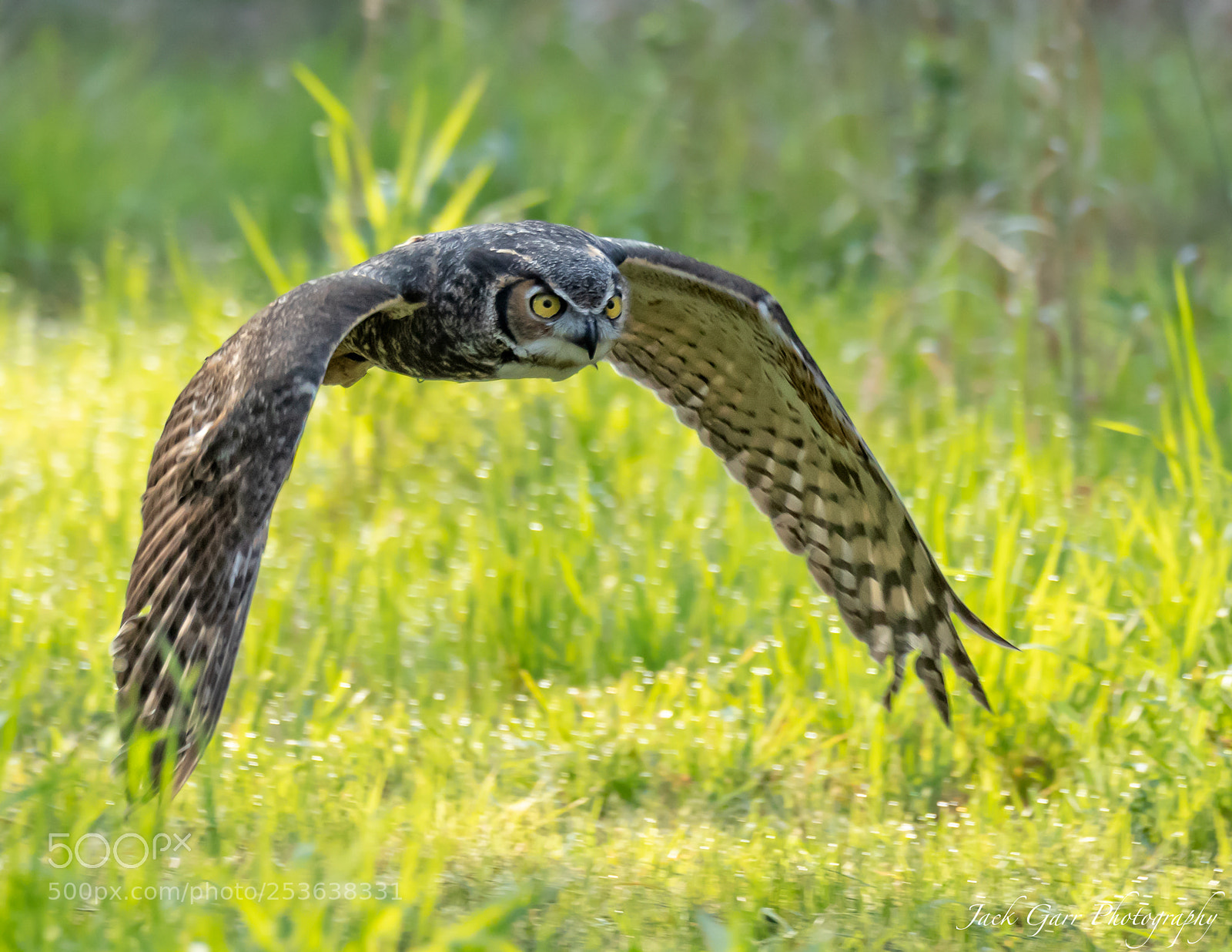 Canon EOS-1D X Mark II sample photo. Great horned owl in photography