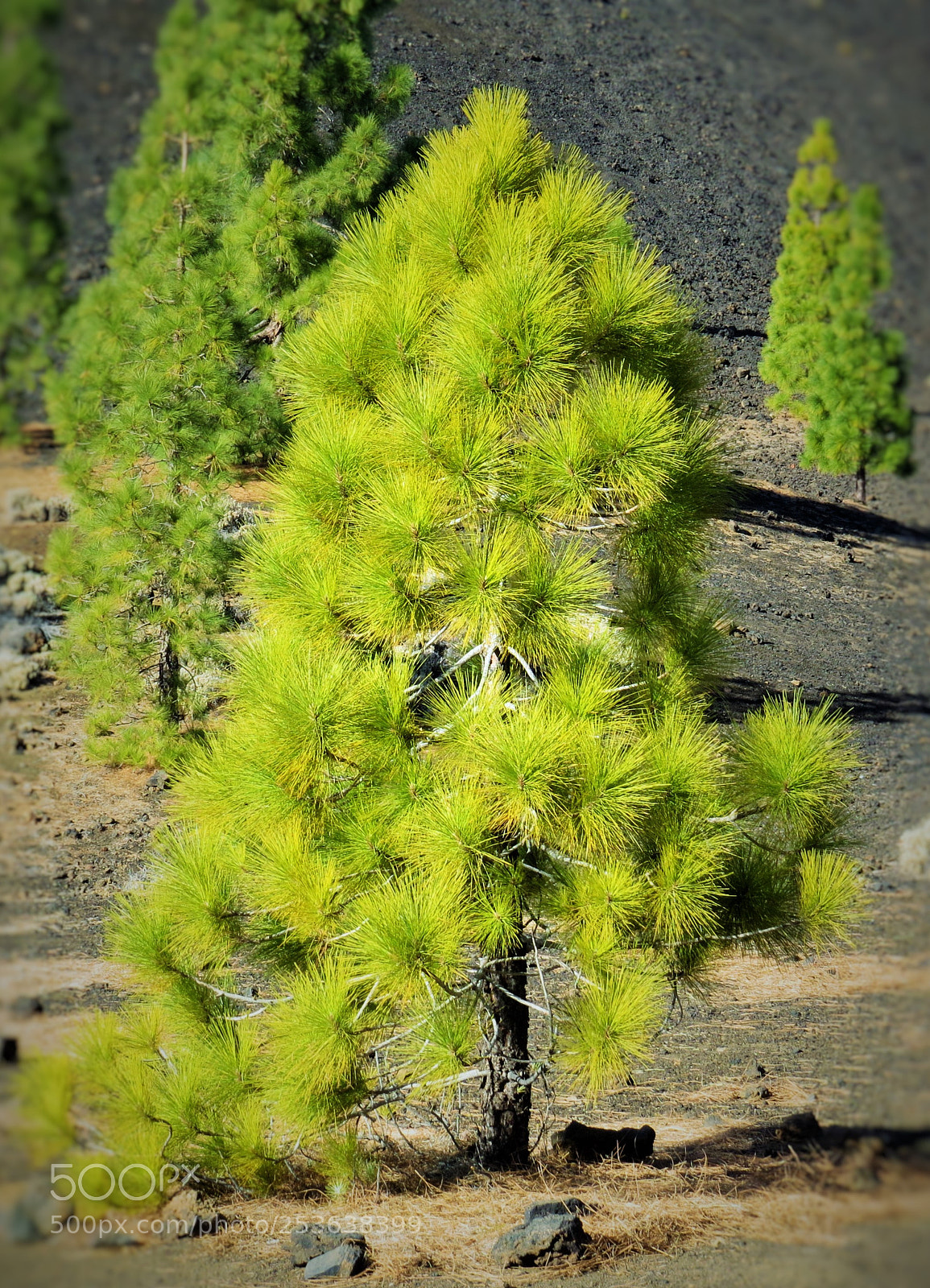 Canon PowerShot SX50 HS sample photo. Beautiful green tree (...) photography