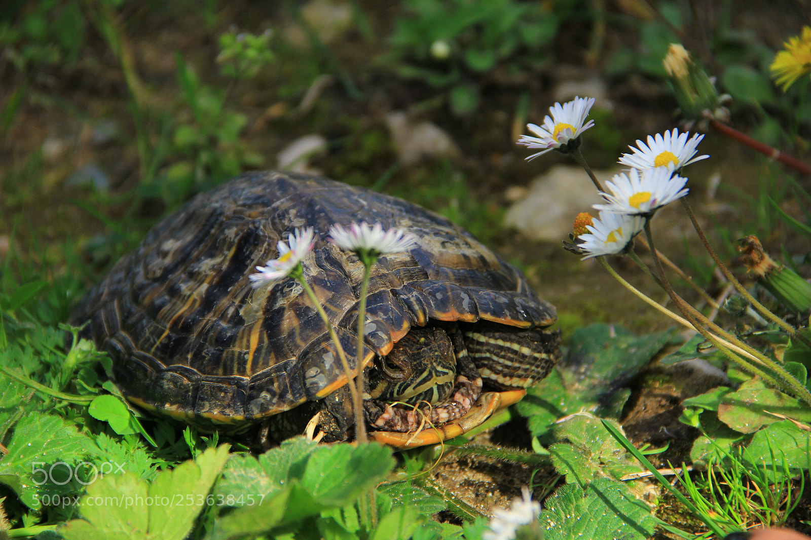 Canon EF-S 18-135mm F3.5-5.6 IS sample photo. Untitled photography