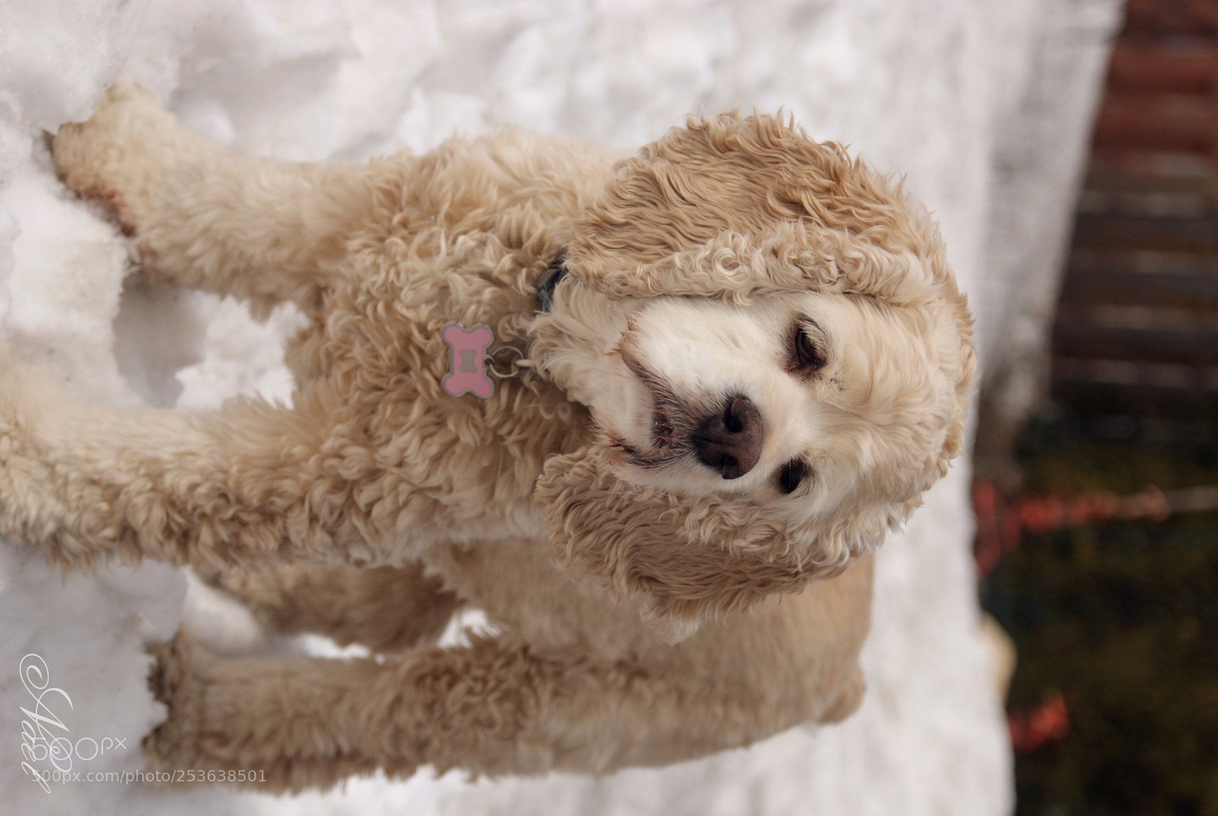 Sony DT 18-70mm F3.5-5.6 sample photo. Let's play! photography