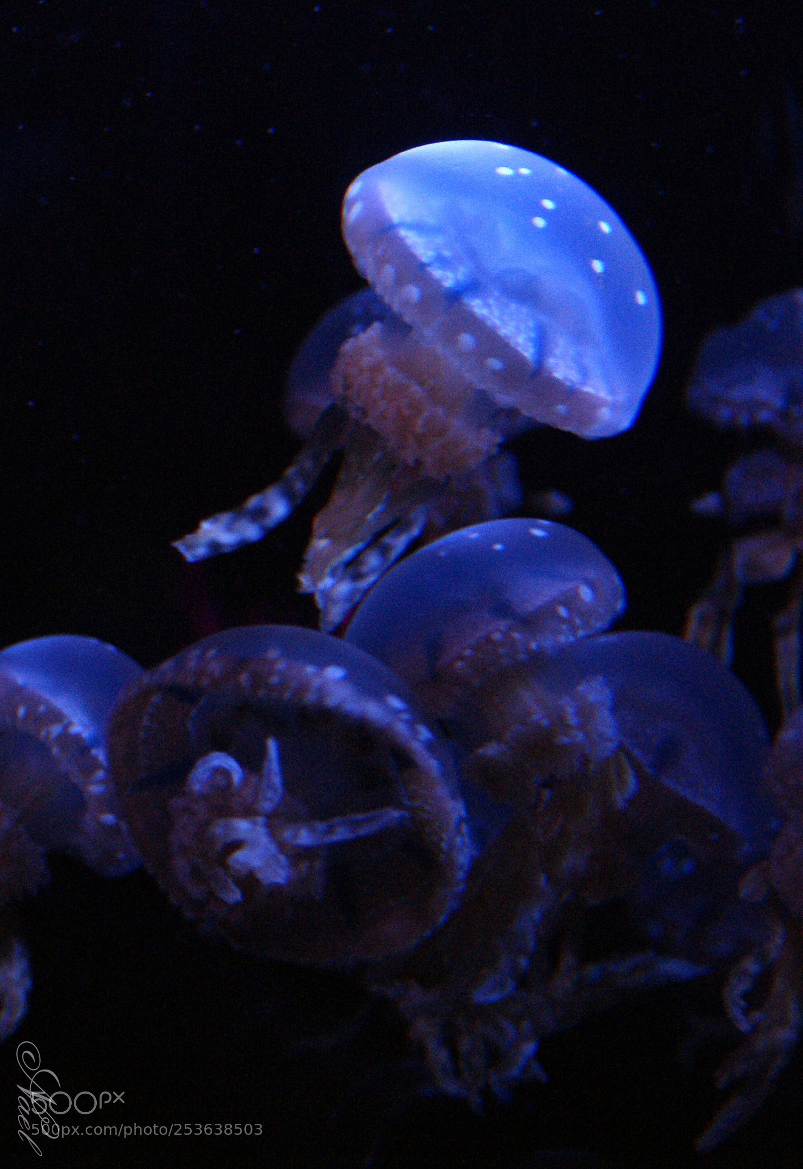 Sony DT 18-70mm F3.5-5.6 sample photo. Hypnotique photography