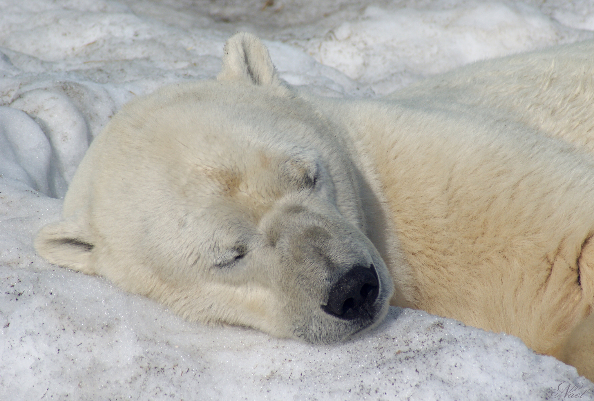 Sony 75-300mm F4.5-5.6 sample photo. Sleeping beauty photography