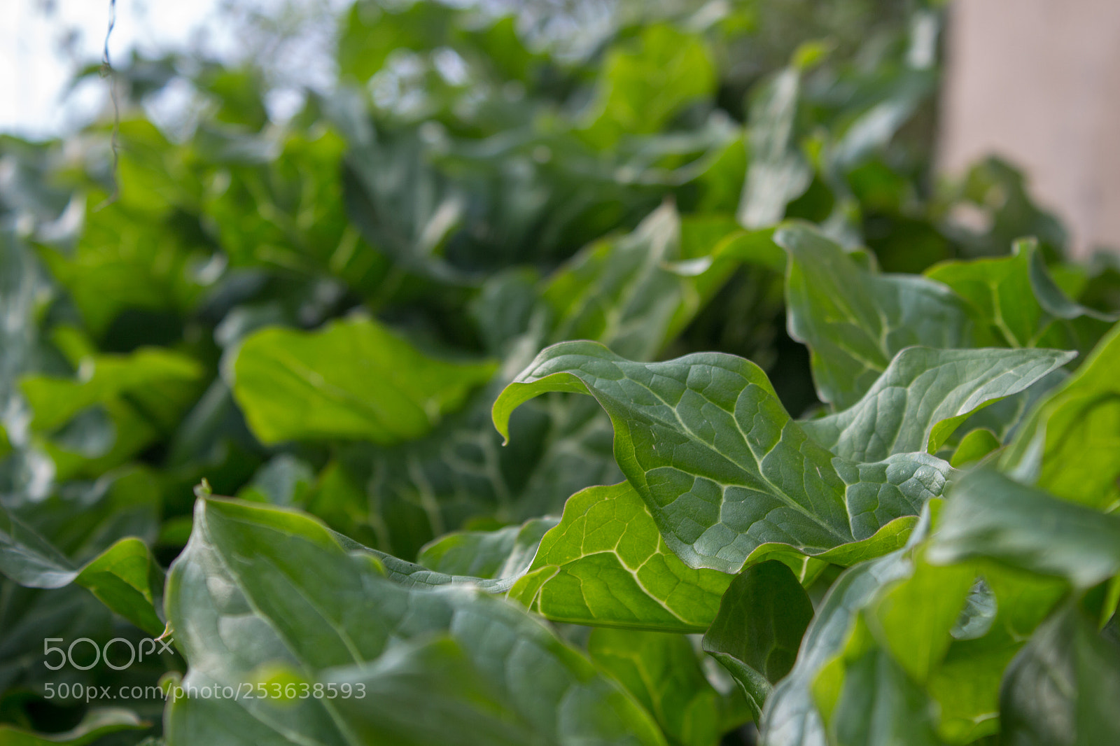 Canon EOS 100D (EOS Rebel SL1 / EOS Kiss X7) sample photo. Leaf photography