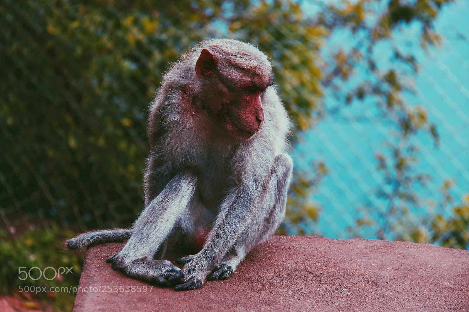 Canon EOS 700D (EOS Rebel T5i / EOS Kiss X7i) sample photo. The rhesus macaque photography