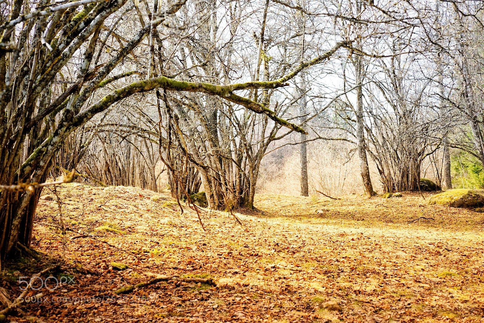 Sony a7R sample photo. Tree photography