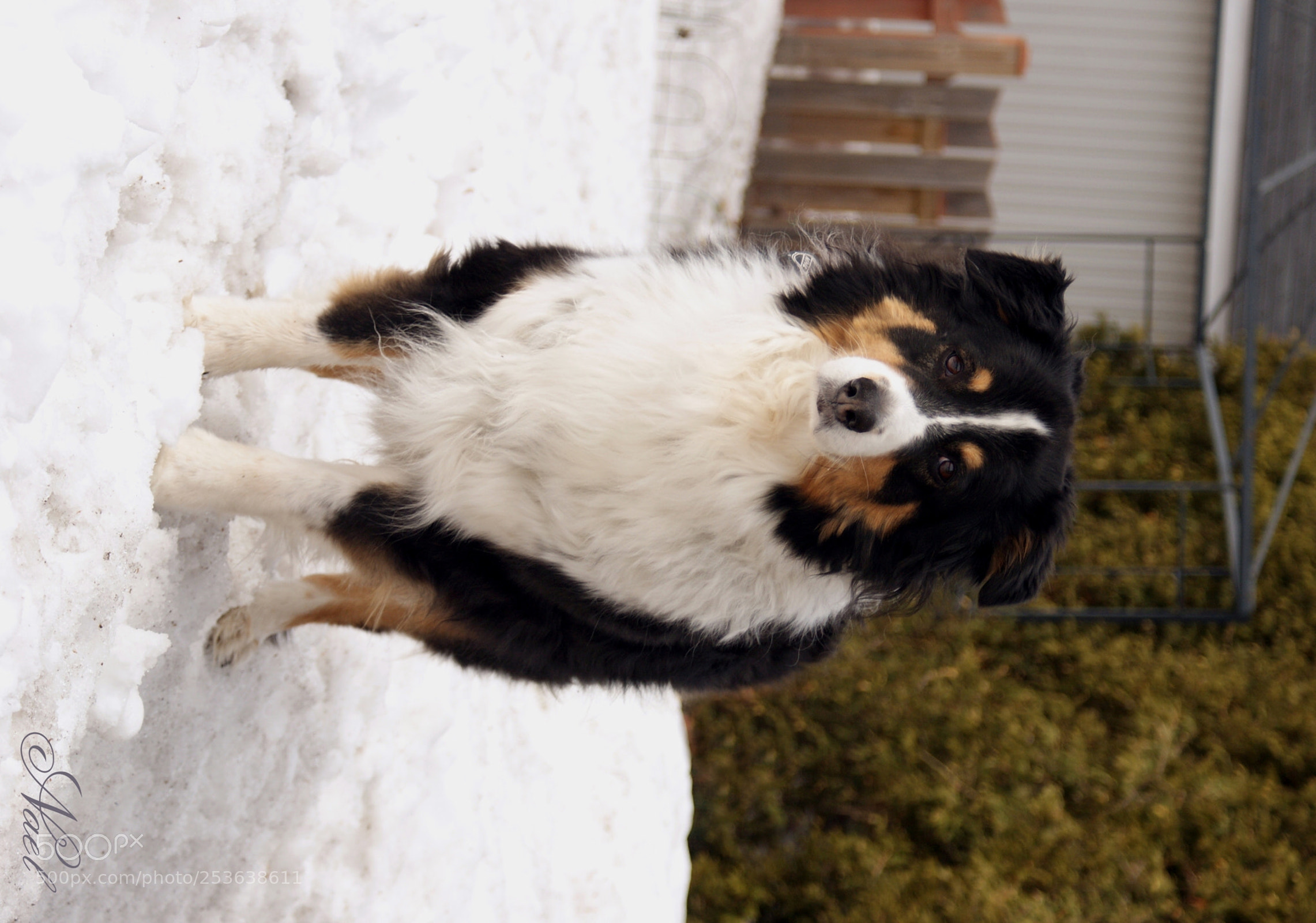Sony DT 18-70mm F3.5-5.6 sample photo. Who are you? photography