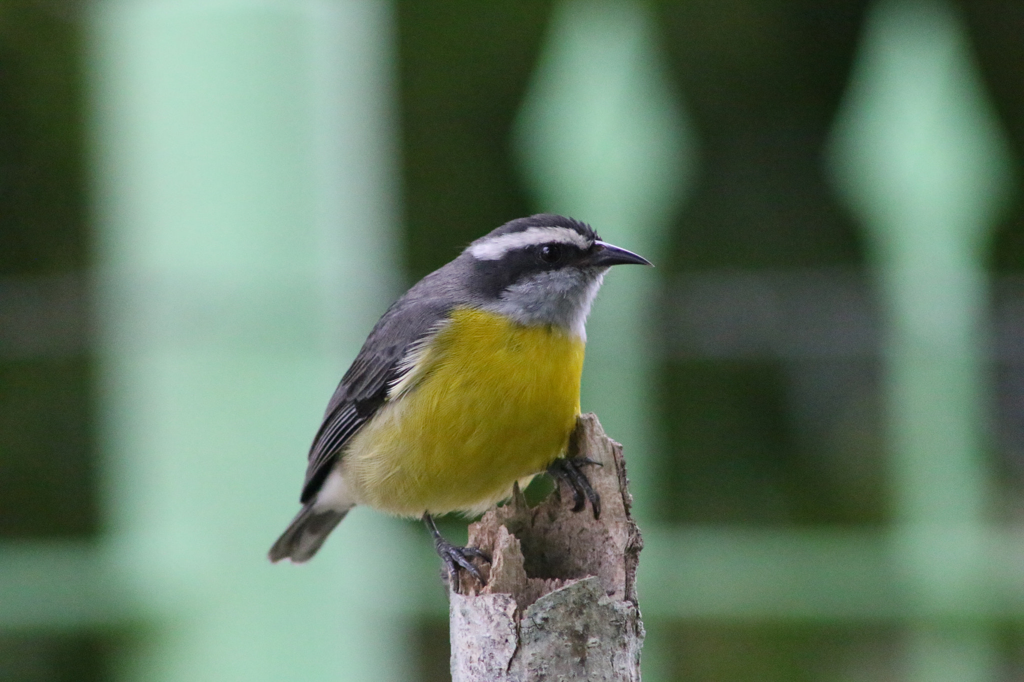 Canon EF 75-300mm f/4-5.6 sample photo. Sebinho photography