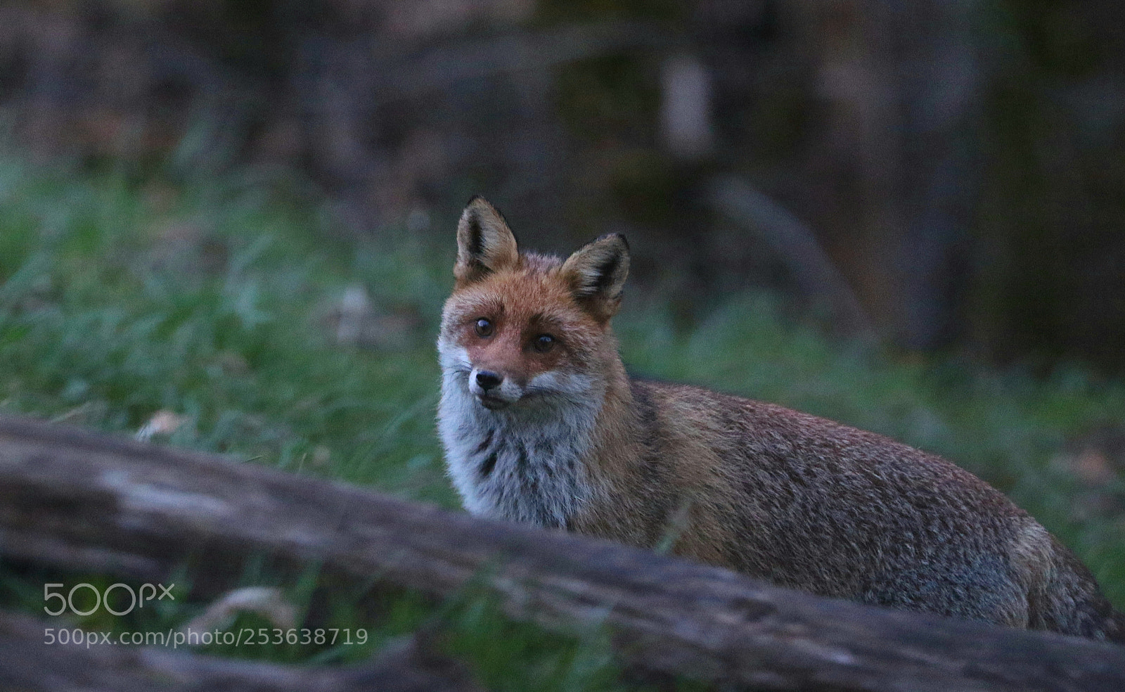 Canon EOS 7D Mark II sample photo. Renarde photography